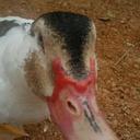 ROBERTO ALCAZAR - @ROBERTOALCAZA10 - Twitter