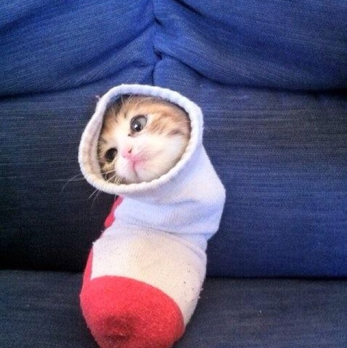 Just a cat in a sock