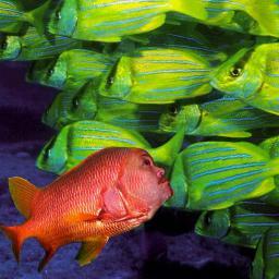 njohnPanjamdrum's profile picture. Crumpled chap, foxing at extremities and grown out of his own proportion. Scribbles silently, argues instinctively.