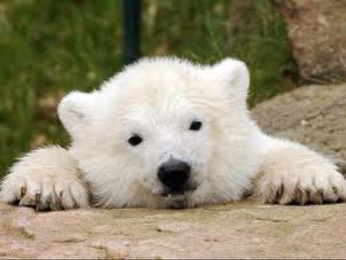 TeacherBearCub's profile picture. A fluffy polar bear, with pet goldfish Spicy Alaska, who teaches in the Arctic. Runs a Rewards and Motivation store for teachers & parents. Please have a look!