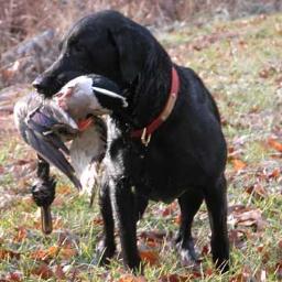 insanezane10's profile picture. I walk the halls as a Senior at Harrisburg High School. I'm ready for graduation so i can leave. I love hunting and mudding and just getting out with friends.