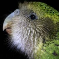 Susana Eibes (@kakapocompostel) 's Twitter Profile