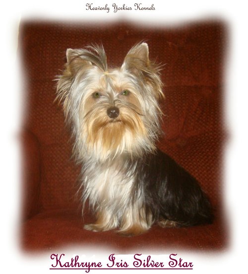heavenlyyorkies's profile picture. Mother, full time student and yorkie breeder... what a fulfilling life!