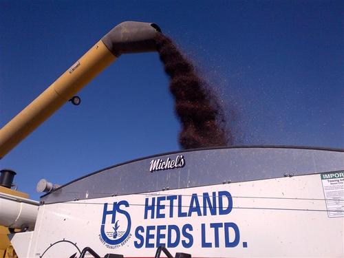 HetSeeds's profile picture. Pedigree Seed grower and independent seed and crop protection retailer.  Go Riders!