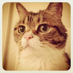 An automatic cat feeder based on Raspberry Pi.