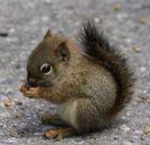 puggles1994's profile picture. Married to Jeff Smith, two kids Jeffrey Jr, Nesa and a new daughter-in law Reanna my family is awesome.