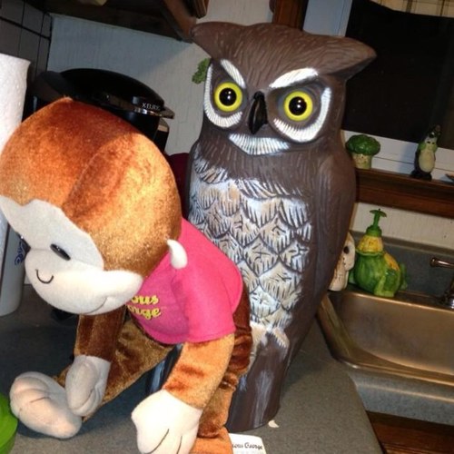 StackfinnsOwl's profile picture. I drink. I see everything. And incase you havent noticed... Im a plastic fucking owl  #Stackfinns #StackfinnsKeeper #hoot #GoodTimesGoodFriends