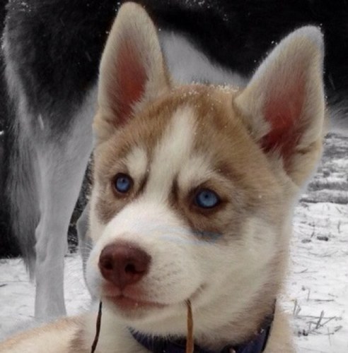 OdenPaw's profile picture. 