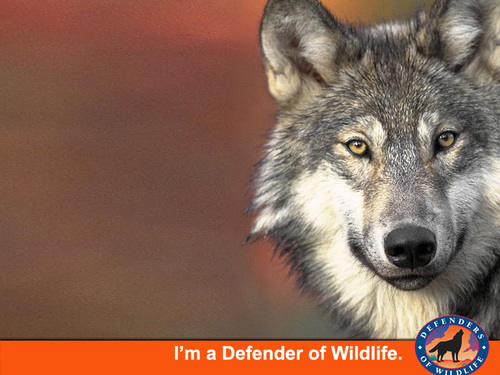 webfox16's profile picture. 