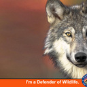 Rachel nault - @webfox16 - Twitter