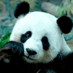 10 inch bamboo