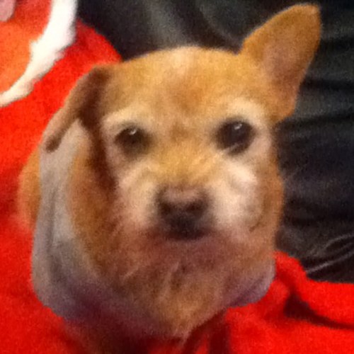 I'm Toto, a 13 year old Terrier Mix.
Adoption day is 12/16/1998
Rest in peace . . . 5/28/2016