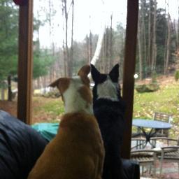 zingaraguy's profile picture. honesty and equality seeker