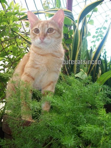 CuteCatsinCDO's profile picture. Cutest cats in Cagayan de Oro City
#meoww....
Follow me. I'll follow back. :)