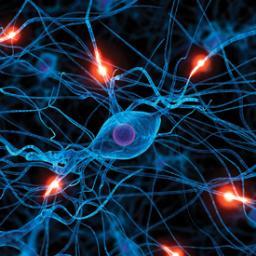 LifeSummarized's profile picture. A normal fish swims with the schools. I swim the other way.