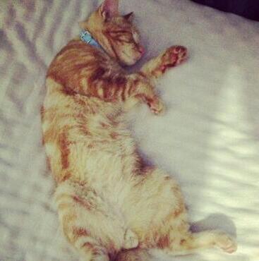 h0usecat_'s profile picture. i like yarn and long walks to the kitty litter