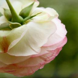 سبحان الله و بحمده سبحان الله العظيم