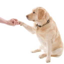 Lover of dogs and dog products! Also love to train dogs! Cats as well!