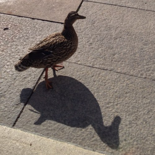 jessicaekstroom's profile picture. 