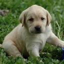 Elisha Daniel Brown - @GoVloging - Twitter