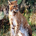 Laurenz (@harzlynx) Twitter profile photo Laurenz (@harzlynx) Twitter profile photo