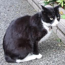 猫という概念を摂取して生きる何か
＿(=^0.0^)ﾈｺｫ ←代理ねこです．
7xP+1x🍫ﾌﾟｽ💉(=^0.0^) ｱｰ
ゲーム：#EAsportsWRC, #DirtRally2.0, #KSP
言及なきRTは専ら紹介を目的としており、賛否には無関係です