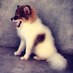 Bear (@aviciisdog) Twitter profile photo