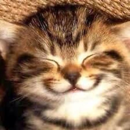 The optimistic cat. Grumpy Cat's twin brother. Parody Account