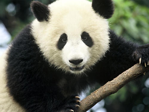 Im a panda that freestyles so follow me and go check out my youtube page and vids im pretty fucking awesome