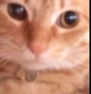 三匹の猫たちと同居中／アルビサポ／ベイベー ／ とっ散らかってる。。。人間は一面だけではないのだよ