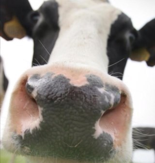 HarryHiender's profile picture. 