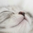 n0rigae's profile image