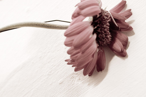 kappatipsilona's profile picture. procrastination in not a crime