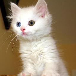 MehraAyushi's profile picture. 