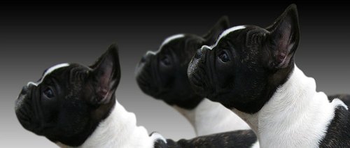 DogToysAndTrain's profile picture. 