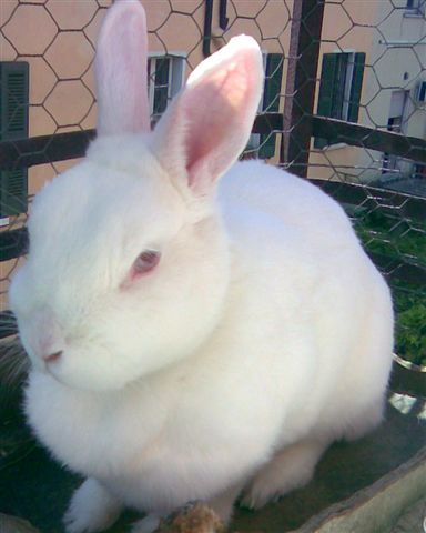 pmosetti's profile picture. 