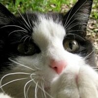 じん (@nnyachan) 's Twitter Profile Photo