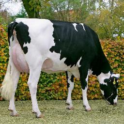 Diepenhoek Holsteins, Melkveehouder, Holstein fokker, Biljarten