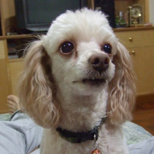 chikumayako's profile picture. 泰日協会学校（TJAS)／ISB／日本獣医生命科学大学／動物看護学科／