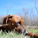 Faye Sweeney - @DapperRidgeback - Twitter