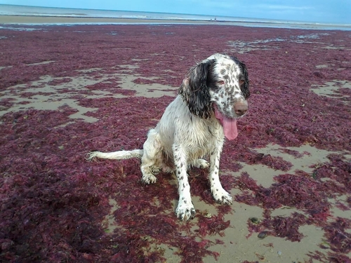 Ran away with Kate Moore to seaside. All musings of opinionated owner who writes for @BylinesEast about politics, nature & fairness. Pro EU centrist.