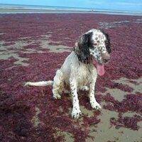 Oscar Dog (@oscarwoofs) 's Twitter Profile