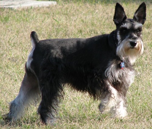 Mugsey68's profile picture. Growing old is mandatory; Growing Up is optional