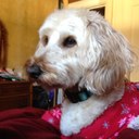 susan cole cannon - @canarc - Twitter