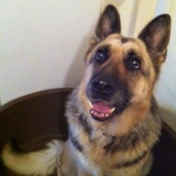 German Shepherd Dog. OAP. Lives with a human.