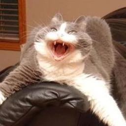 Meow