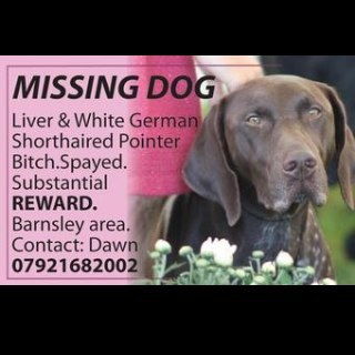 #FindMissingAngel
German Short Haired Pointer Bitch
Missing since 6/12/12. 
£10,000 reward for Angel's Safe Return.
Angel could now be anywhere in UK.