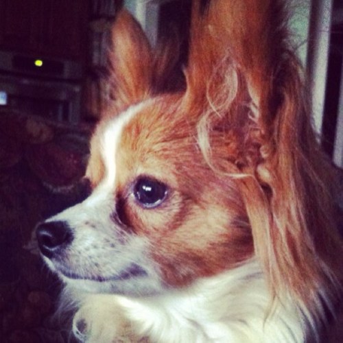 2cute4mycollar's profile picture. My name is Bruiser Bond W. I like kibbles and bishes. I love my mom ALOT. I am the definition of a purebred. Get at me K-9s!