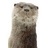 UtterUttersson's profile image