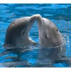 likesdolphins's profile picture. i'm a mom to 2 wonderful girls, who are my life